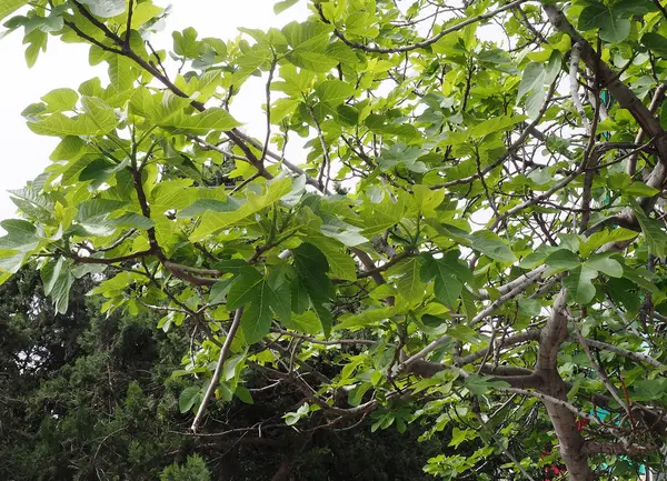 Ramas y hojas de higos — Foto de Stock