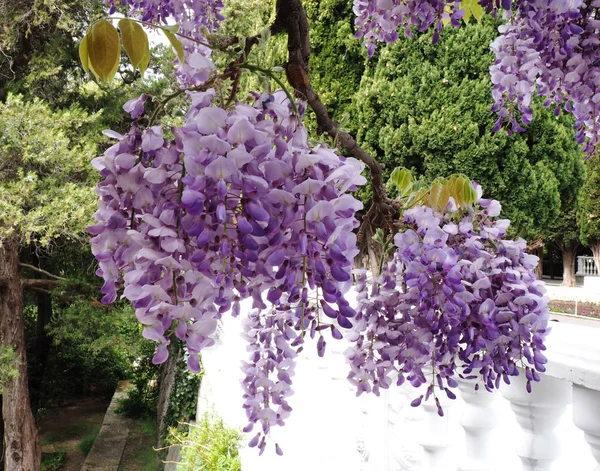 Double Wisteria blossom — Stock Photo, Image