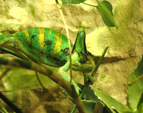 Chameleon in the green — Stock Photo, Image