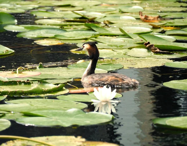 Grande cristatus cridiceps grebe crista flutuando no lago de água . — Fotografia de Stock