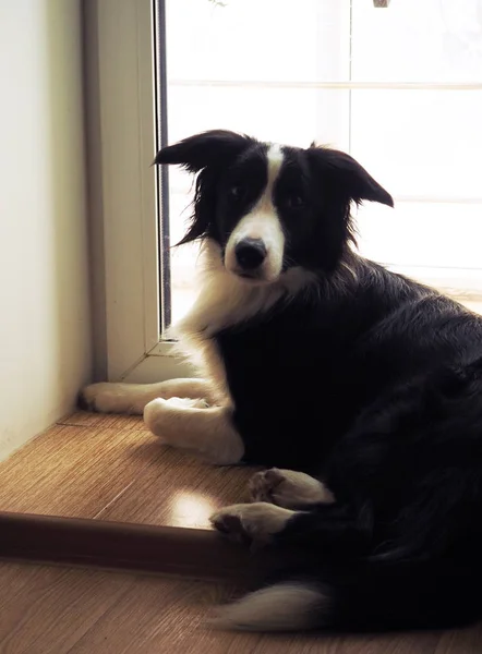 A Fronteira Collie está sentada perto da grande janela. Parte de trás da Fronteira Collie . — Fotografia de Stock