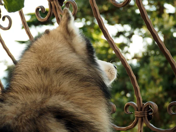 Cabeça de husky siberiana. Vista traseira. Estilo de vida com cão — Fotografia de Stock