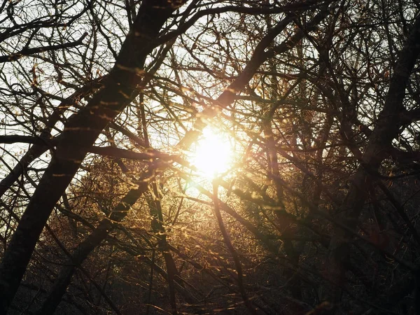Sun shines through trees. Light goes through branches with no leaves. — Stock Photo, Image