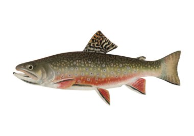 Male brook trout illustrated by Sherman F Denton from Game Birds and Fishes of North Americ clipart