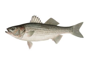Striped Bass illustrated by Sherman F Denton from Game Birds and Fishes of North America clipart