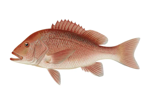 North Americ 'in Av Kuşları ve Balıklarından Sherman F Denton' dan Red Snapper