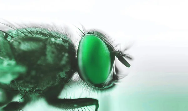 Yeşil gözlü uçan baş makro yakın mesafe detayı