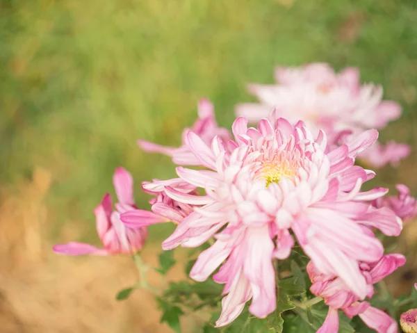 pembe renkli krizantem yakın çekim