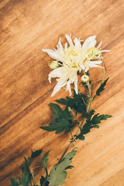 ahşap masa üzerinde izole krizantem