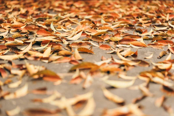 Sonbahar yaprakları tam kare