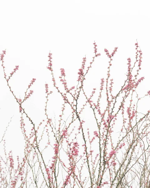 Cercis chinensis yakın çekim