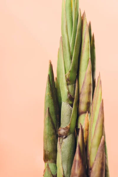 Bambu sürgün yakın çekim