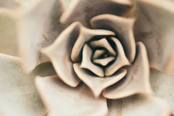 succulents yakın çekim