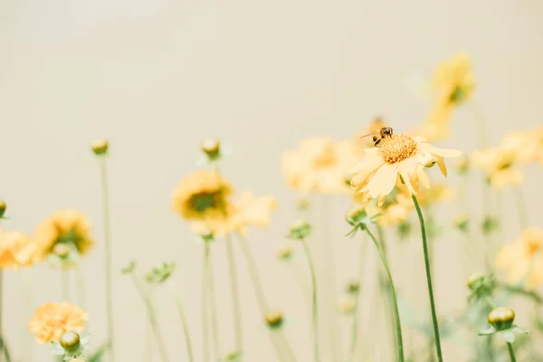 papatyalar alanında tam Bloom