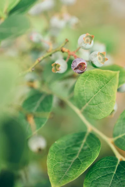 ağaç üzerinde yaban mersini