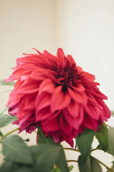 Dahlia yakın çekim