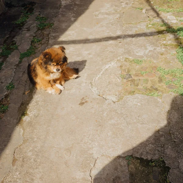 güneşin altında oturan köpek
