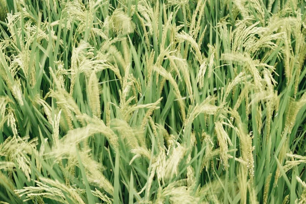 Pirinç alan tam kare çekim