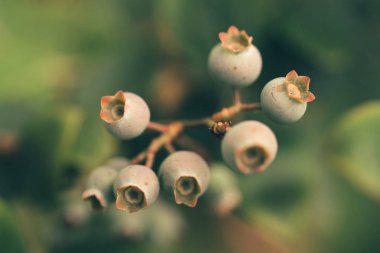 bitki üzerinde yaban mersini