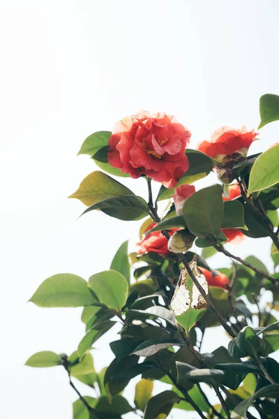 Kamelya çiçeği yakın çekim