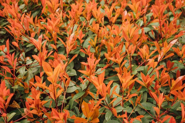 Photiniax photınıa yakın çekim