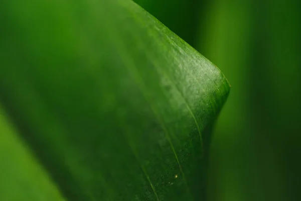 Yeşil yaprağı kapat