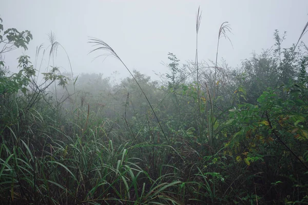 kırsal kesimde vahşi orman