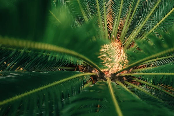 Sikas palmiye yakın çekim