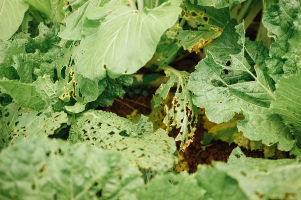 Çin lahanası böcek tarafından yemiş oldu