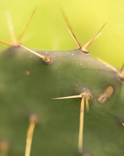 Yeşil kaktüse yakın.