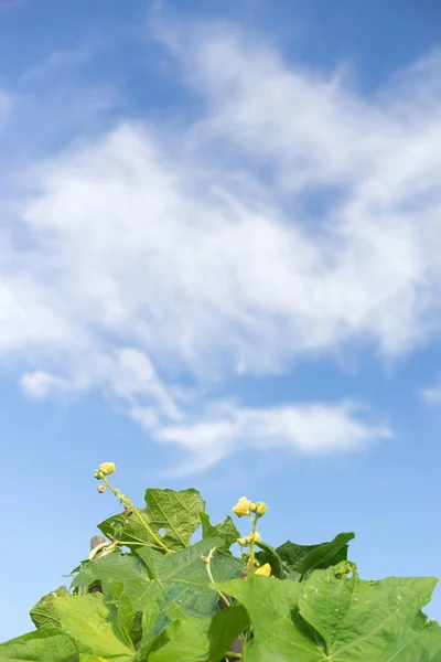 Lif kabağı yaprak güneş ışığı altında