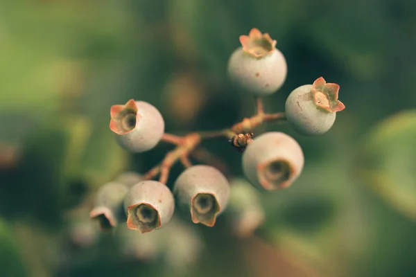 bitki üzerinde yaban mersini