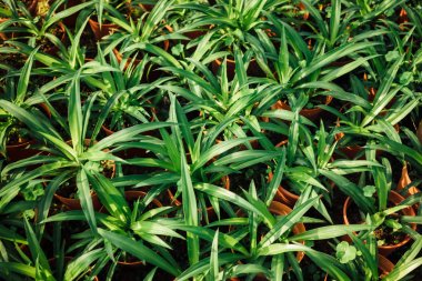 bracketplant chlorophytum bir sürü