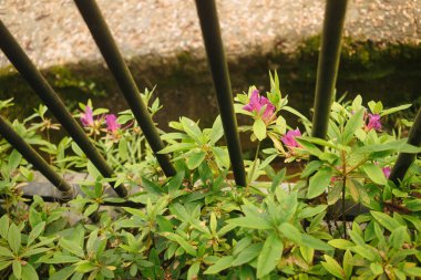 Sims Azalea güneş ışığı altında