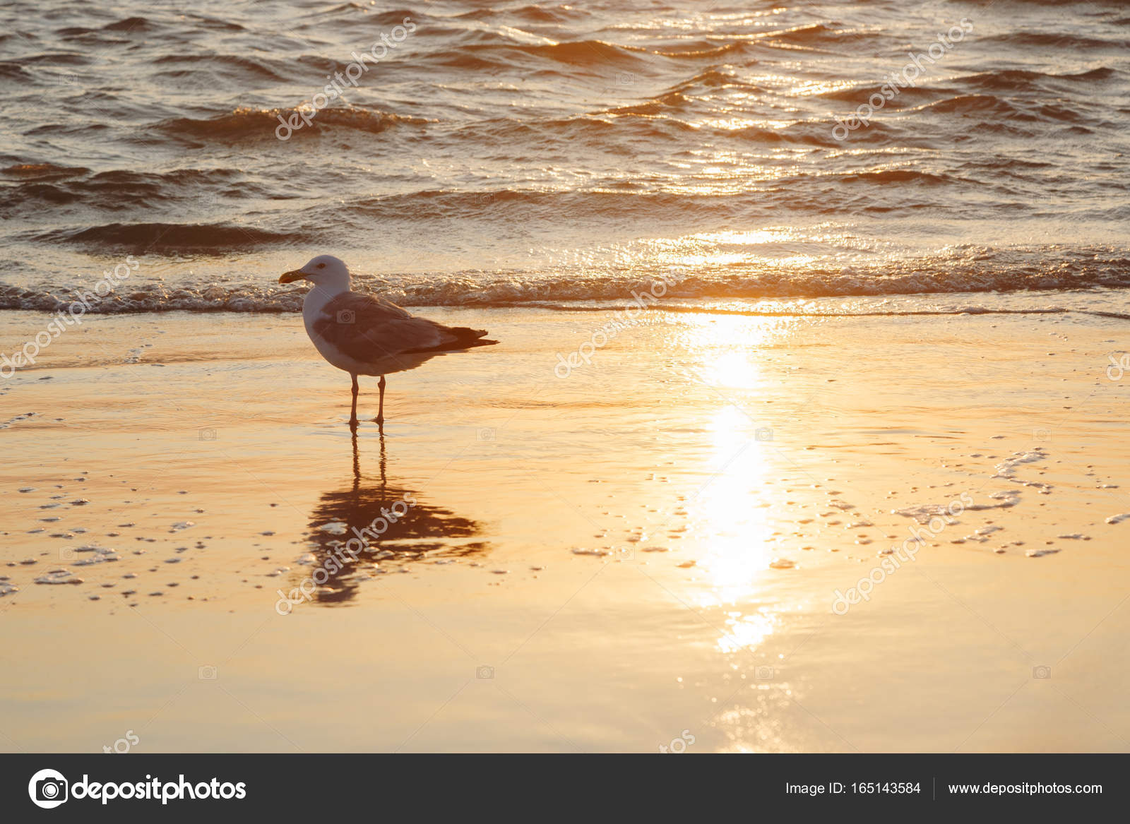 Download Meeuw Vogeljacht Op Het Zee Strand Stockfoto C Kolotuschenko For Android Get Wallpaper Meeuw Vogeljacht Op Het Zee Strand Stockfoto C Kolotuschenko Desktop Wallpaper Free