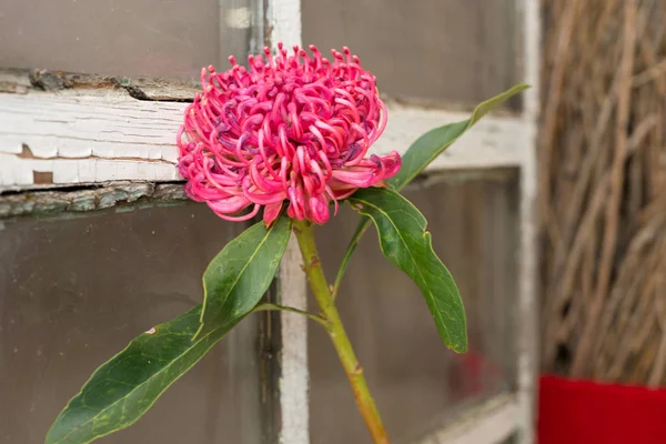 Flower lying near the element of the interior.