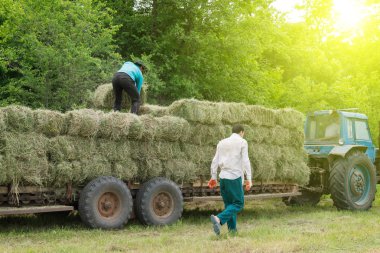 Traktör saman ile. Saman taşıyan traktör.