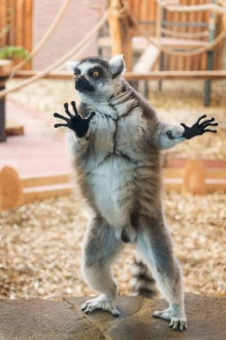 Taş plaka üzerinde bir kuyruklu Maki