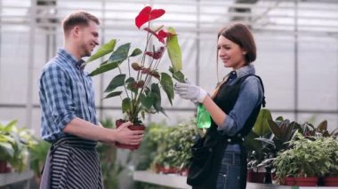 Anthurium dikkat çekici çiçekçi