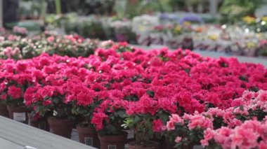 Tencere ile azaleas sera içinde