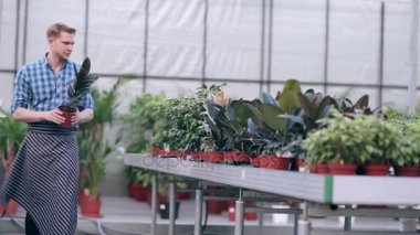 Çiçekçi adam çiçekler ile çalışma