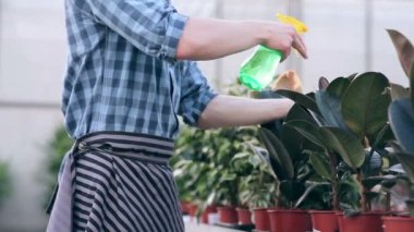 Serada Ficus püskürtme çiçekçi