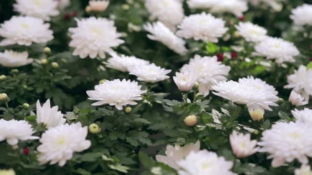 Chrysanthemen wachsen im Gewächshaus — Stockvideo