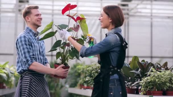 Dois floristas em estufa . — Vídeo de Stock