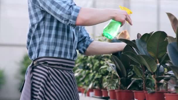 Florist spraying ficus in greenhouse — Stock Video