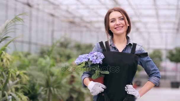 Linda florista com hortênsia — Vídeo de Stock