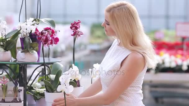 Mujer eligiendo orquídea en tienda — Vídeos de Stock