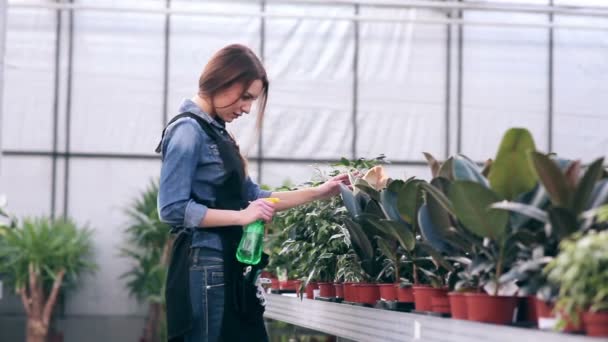 Vrouwelijke bloemist zorg voor bloemen — Stockvideo