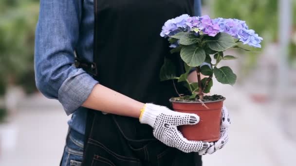 Jardinero sosteniendo olla con hortensia — Vídeos de Stock