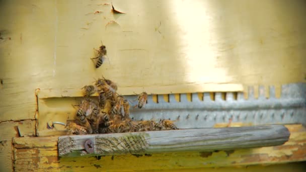 Gros Plan Ruche Avec Miel Des Abeilles Extérieur Dans Jardin — Video